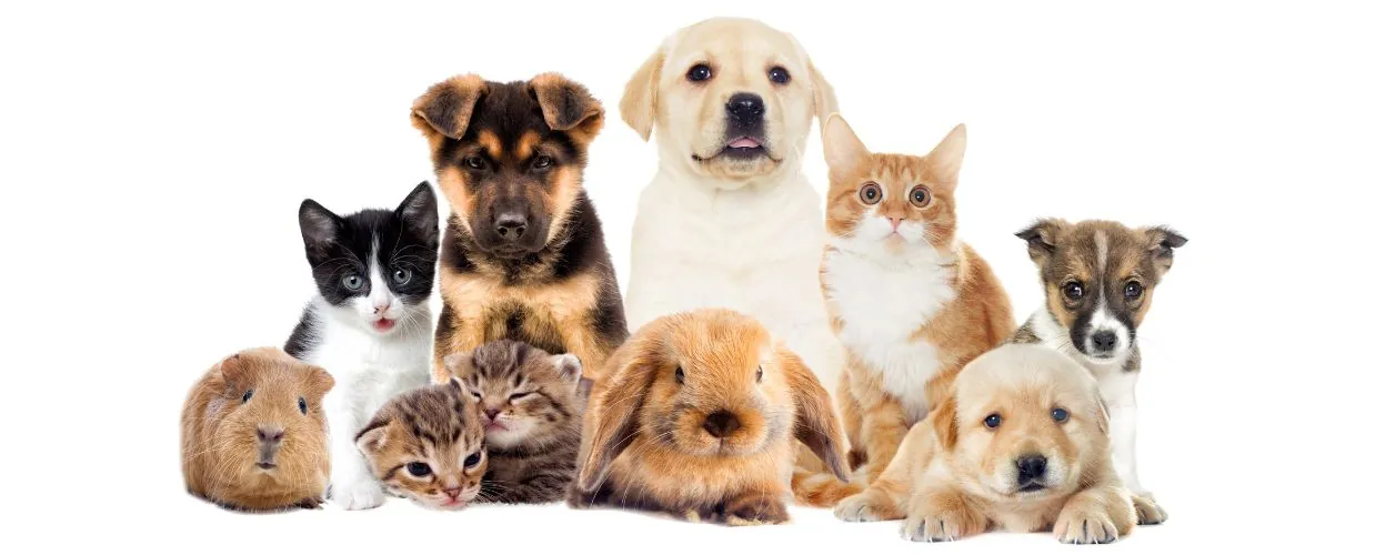 How To Move With Pets In Adelaide