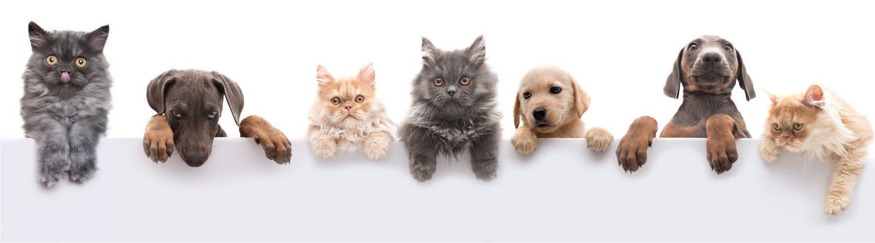 How To Move With Pets In Adelaide thumbnail